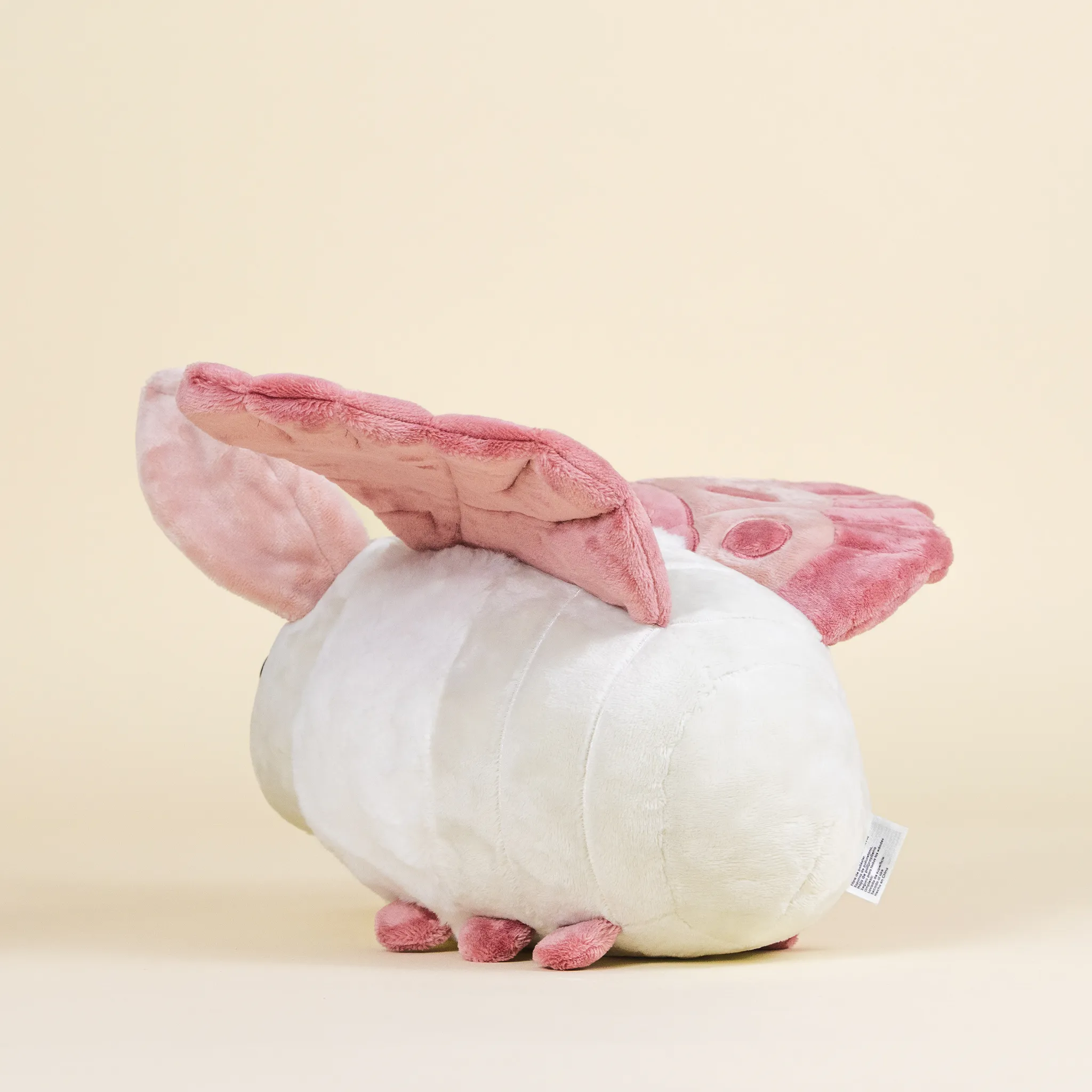 Mothi the Moth